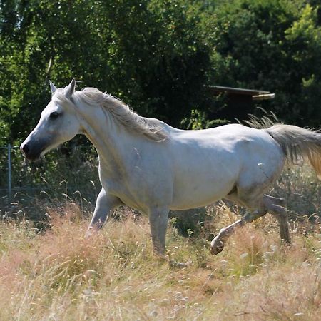 Gite De La Huaudiere Mosnes Екстериор снимка